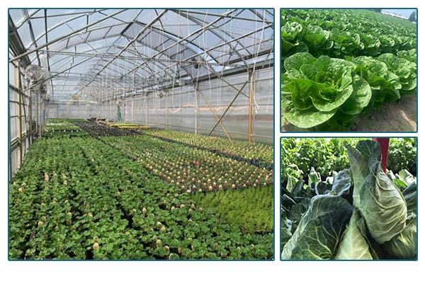 Sterino Farms greenhouse and produce items.