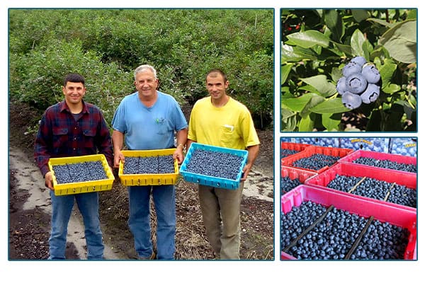 Sunny Valley Farms holding blueberries, blueberries on stems, and blueberries in red crates.