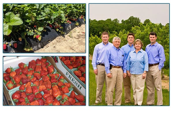 Fifer Orchards Family in field, and image of strawberry field and strawberries in crates.