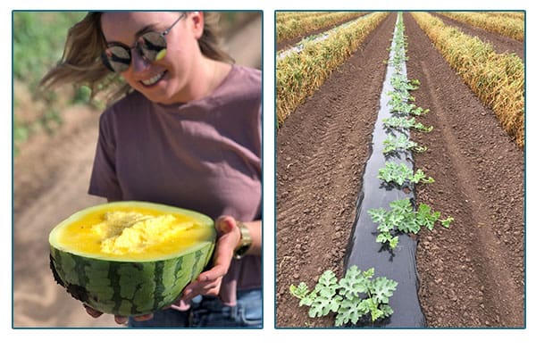 Chip Berry farmer holding melon and image of a row of melon plants.