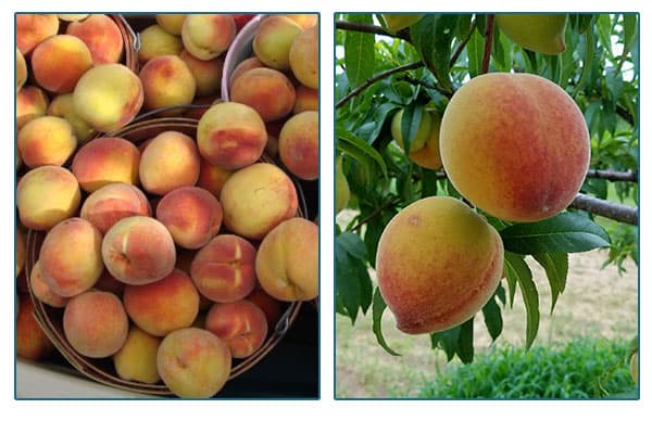 Fredericksburg Peaches in crates and hanging n a tree branch.