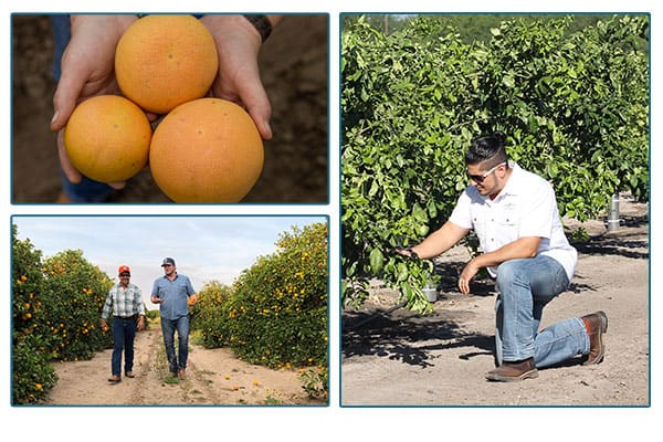 Lone star farms in orchard and image of hands holding grapefruit