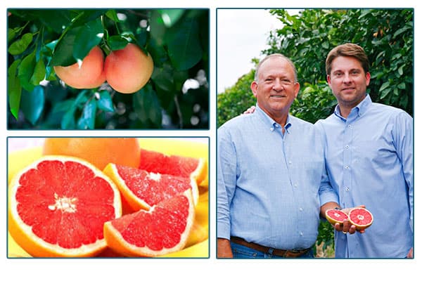 South Text Farmers, image of citrus hanging from tree branches, image of halved citrus.