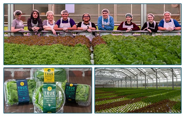 TrueHarvest farms in a greenhouse, an image of the greenhouse and an image of lettuce products.