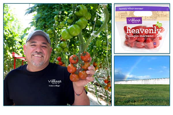 Village farms farmer holding tomatoes, and an image of a bag of tomatoes and tomato farm with rainbow.