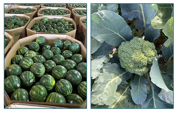 Lewis Taylor Farms and boxes and crates of produce products.