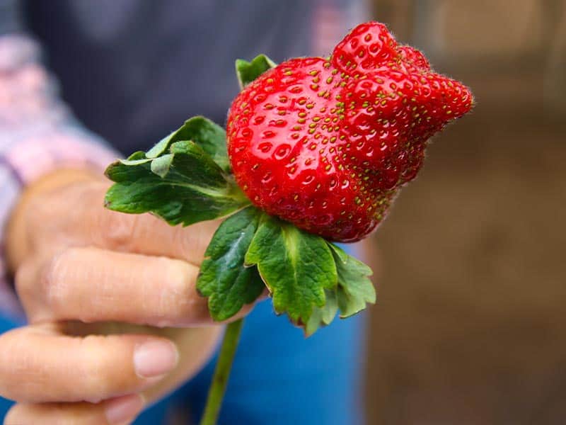 imperfect strawberry on stem