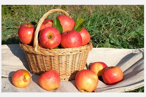 basket of apples