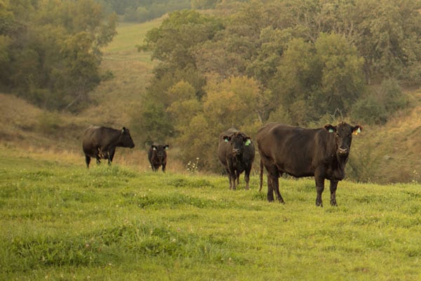 cows in a pasture