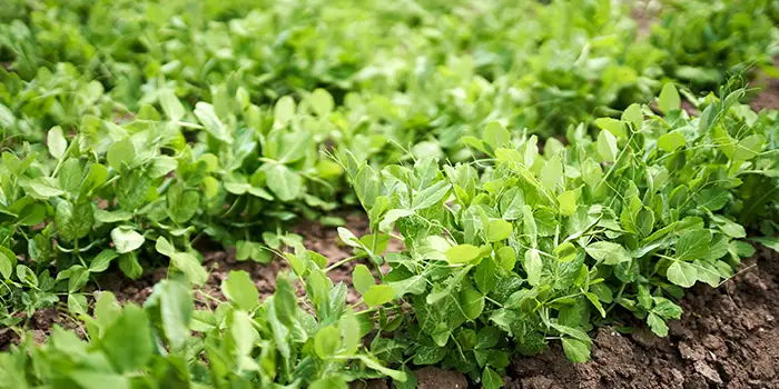 pea shoots growing from soil