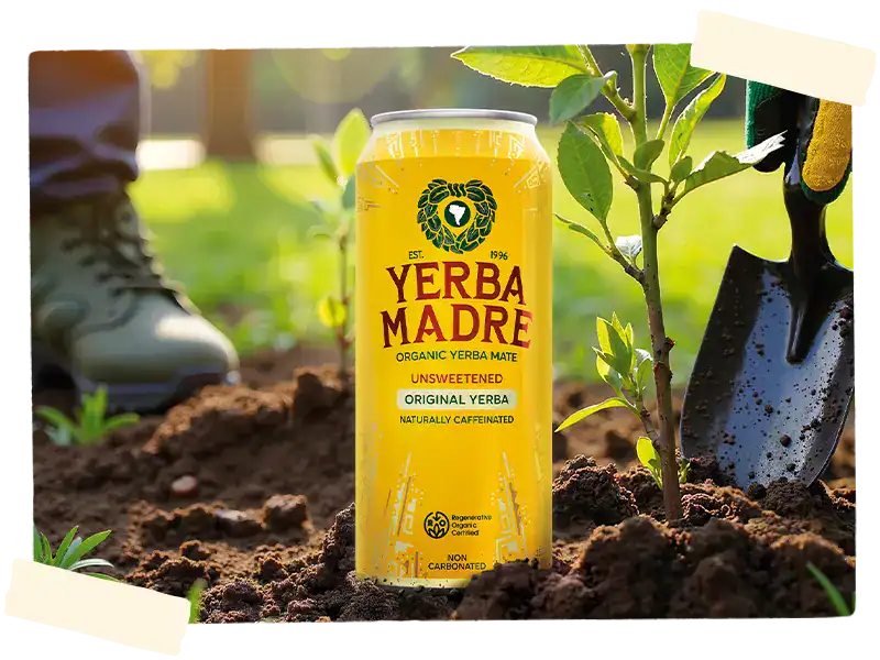 Yerba Madre next to tree sapling