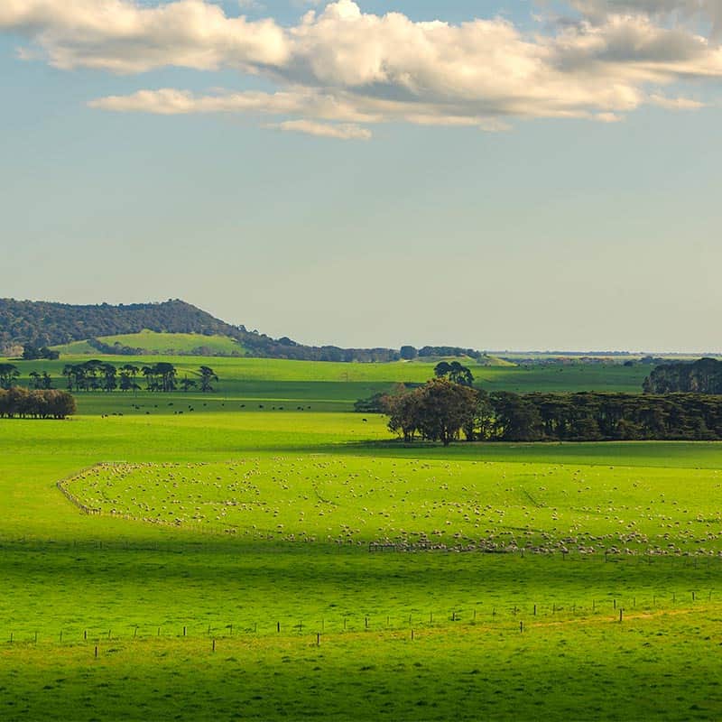 landscape image of Thomas Farms