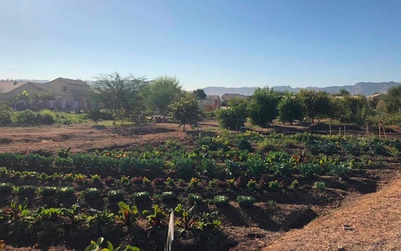 a field of vegetables