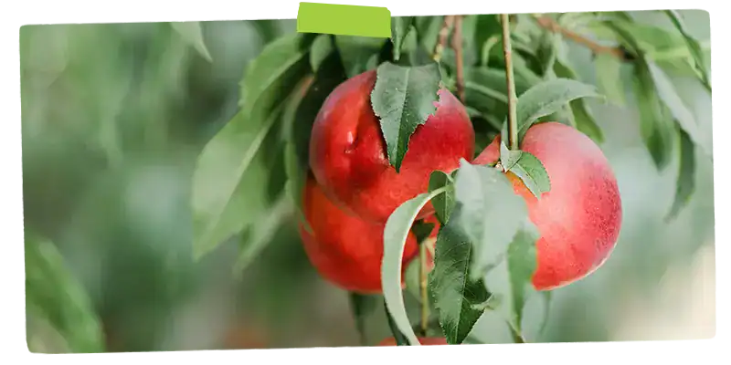 Stone fruit growing on a tree