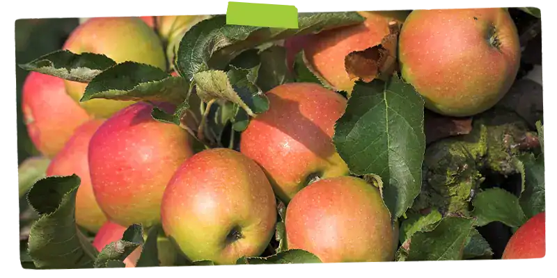 Apples growing on a tree