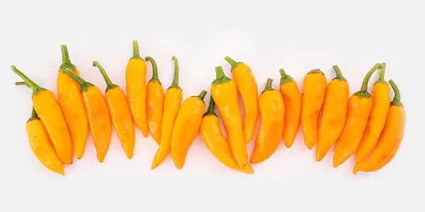 datil peppers in a row