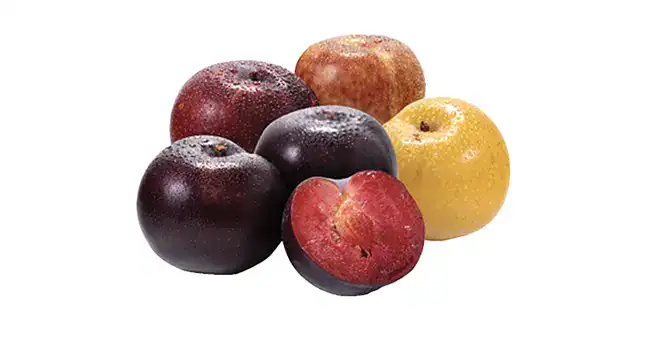 Plumcots