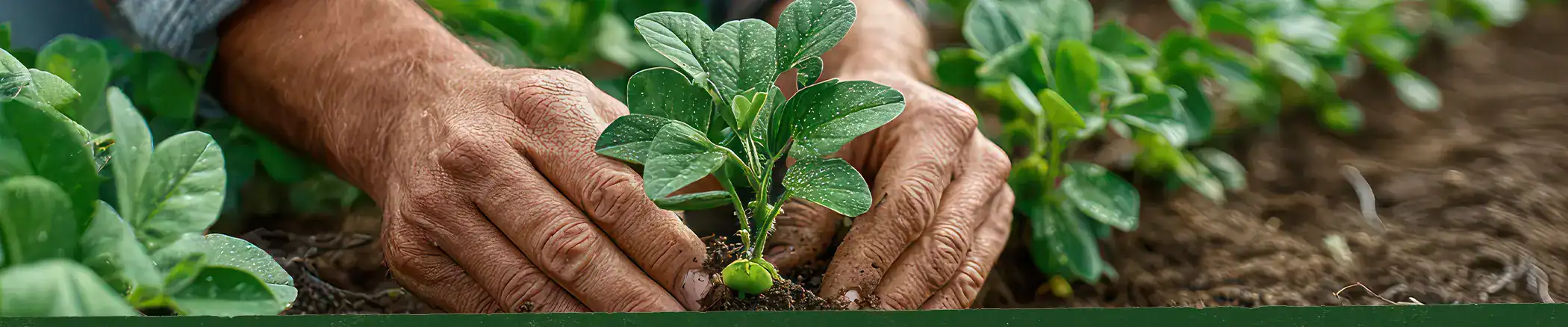 Farmer nurturing plant