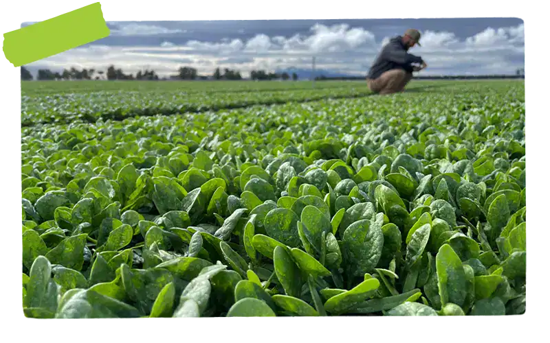 farmer in a produce field