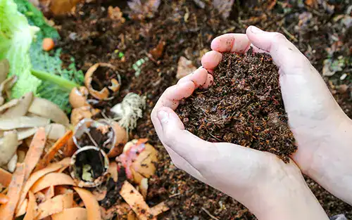 Tips for Eco-Friendly Living